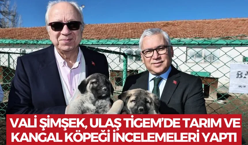 Vali Şimşek, Ulaş TİGEM’de Tarım ve Kangal Köpeği İncelemeleri Yaptı