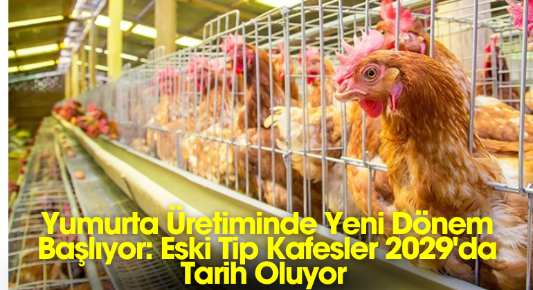 Yumurta Üretiminde Yeni Dönem Başlıyor: Eski Tip Kafesler 2029’da Tarih Oluyor